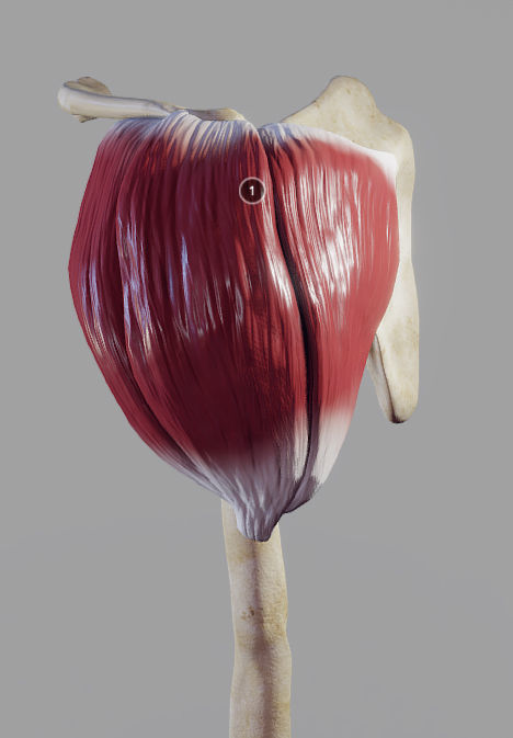Deltoid Origin And Insertion Low-poly 3D model_1