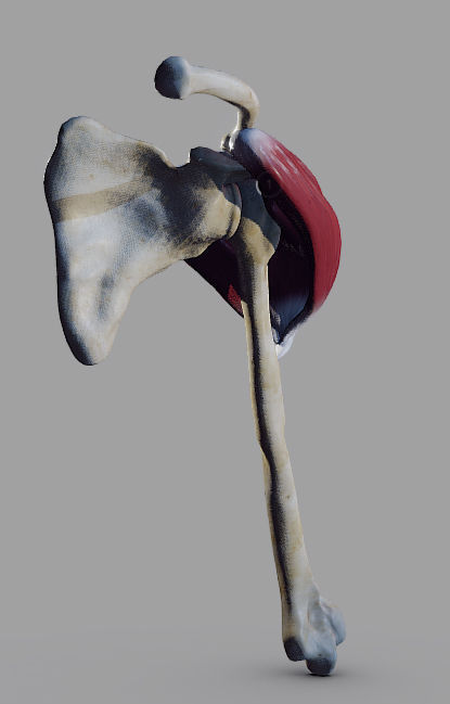Deltoid Origin And Insertion Low-poly 3D model_9