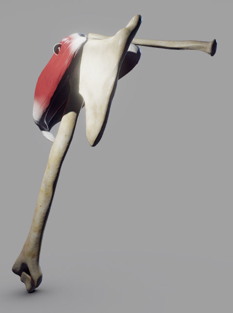 Deltoid Origin And Insertion Low-poly 3D model_6