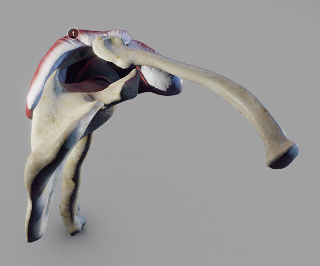 Deltoid Origin And Insertion Low-poly 3D model_11