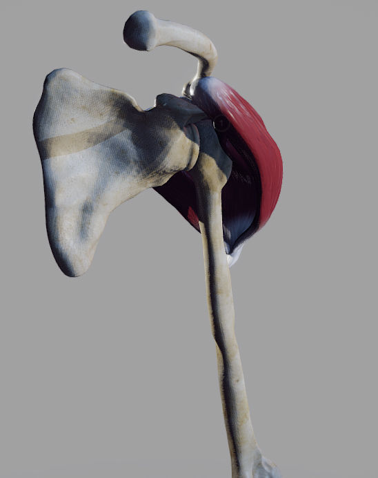 Deltoid Origin And Insertion Low-poly 3D model_3