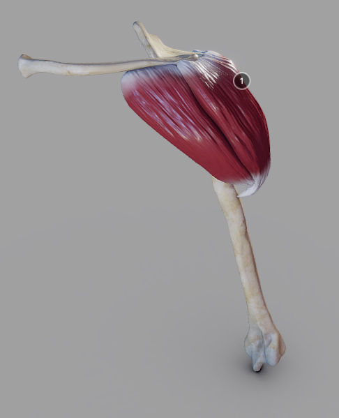 Deltoid Origin And Insertion Low-poly 3D model_8