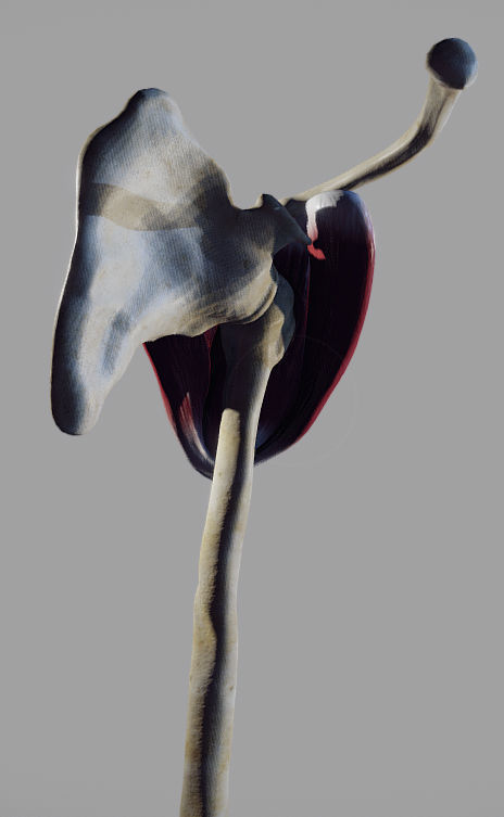 Deltoid Origin And Insertion Low-poly 3D model_4