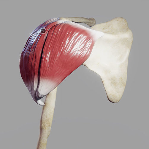 Deltoid Origin And Insertion Low-poly 3D model
