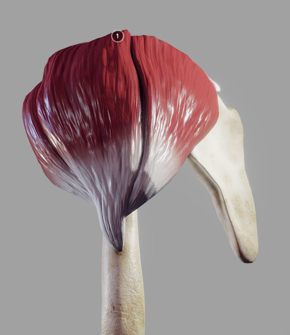Deltoid Origin And Insertion Low-poly 3D model_12