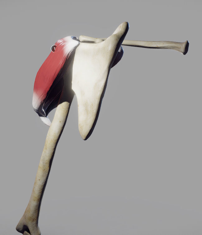 Deltoid Origin And Insertion Low-poly 3D model_5