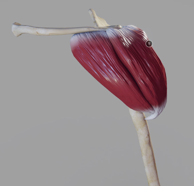 Deltoid Origin And Insertion Low-poly 3D model_2