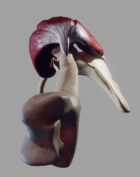Deltoid Origin And Insertion Low-poly 3D model_10