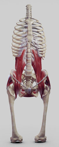 The Pelvic Floor And Post Abdominal Wall Muscles Low-poly 3D model