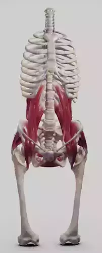 The Pelvic Floor And Post Abdominal Wall Muscles Low-poly 3D model