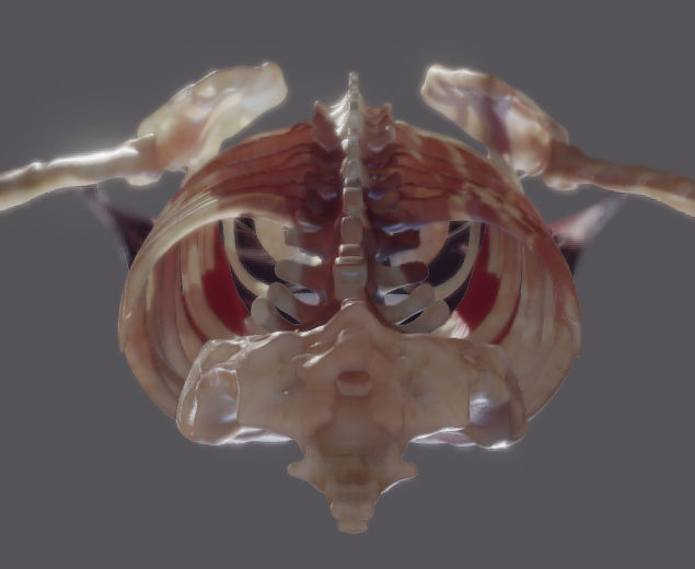 Pectoralis Major And Minor Low-poly 3D model_17