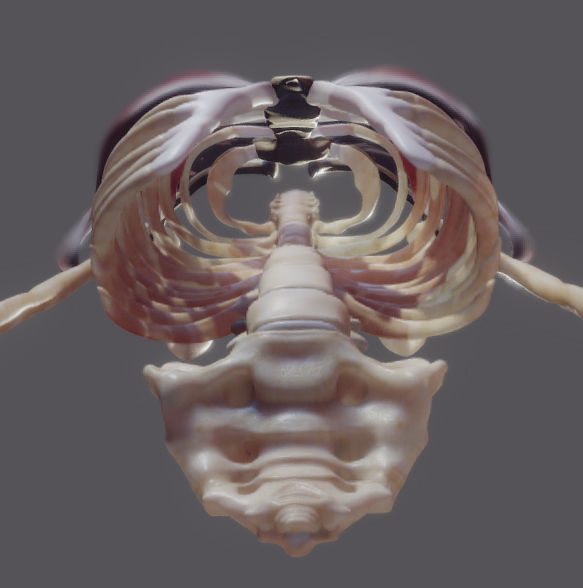 Pectoralis Major And Minor Low-poly 3D model_15