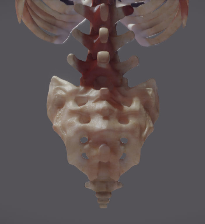 Pectoralis Major And Minor Low-poly 3D model_13