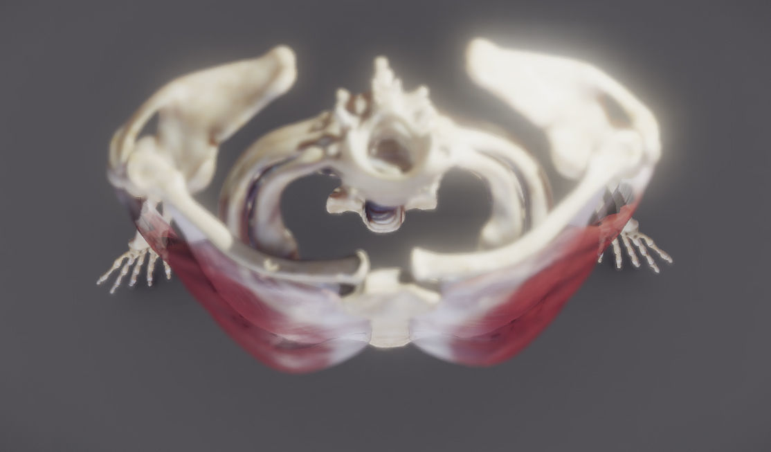 Pectoralis Major And Minor Low-poly 3D model_16