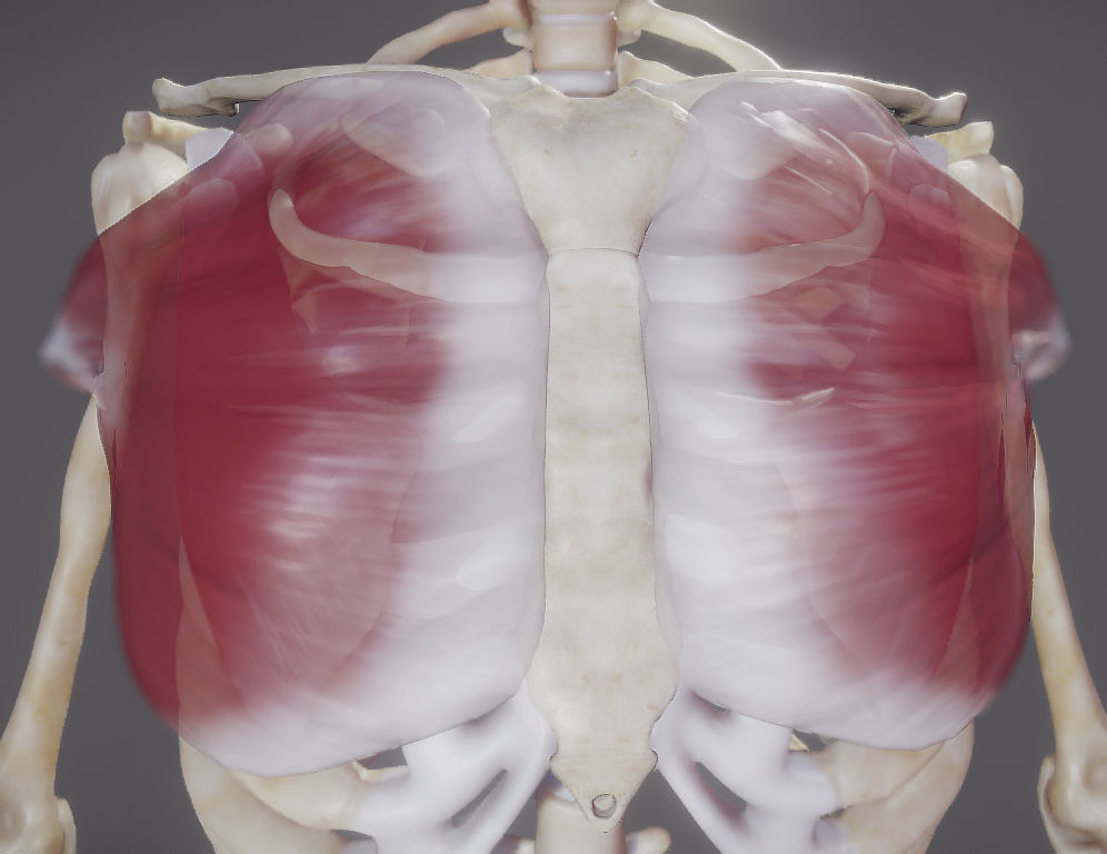Pectoralis Major And Minor Low-poly 3D model_3