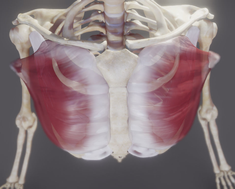 Pectoralis Major And Minor Low-poly 3D model_5