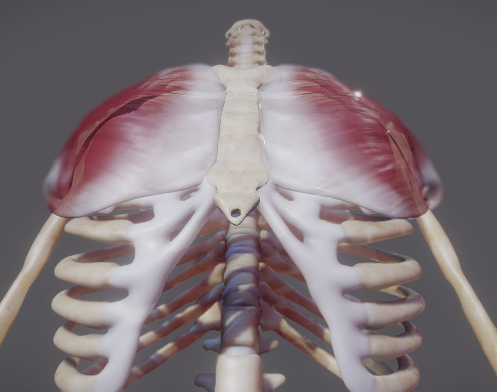 Pectoralis Major And Minor Low-poly 3D model_4