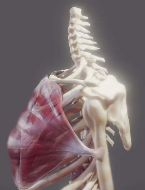 Pectoralis Major And Minor Low-poly 3D model_7