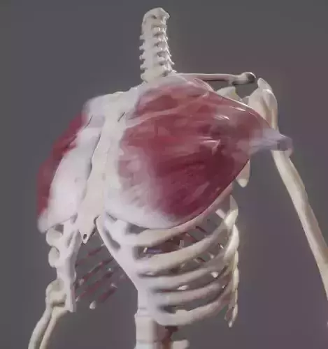 Pectoralis Major And Minor Low-poly 3D model