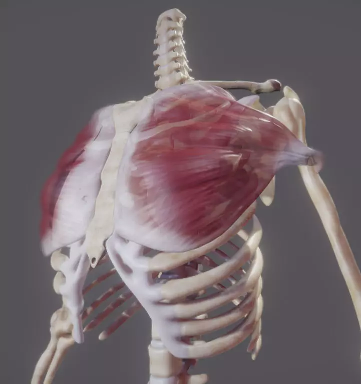 Pectoralis Major And Minor Low-poly 3D model_0