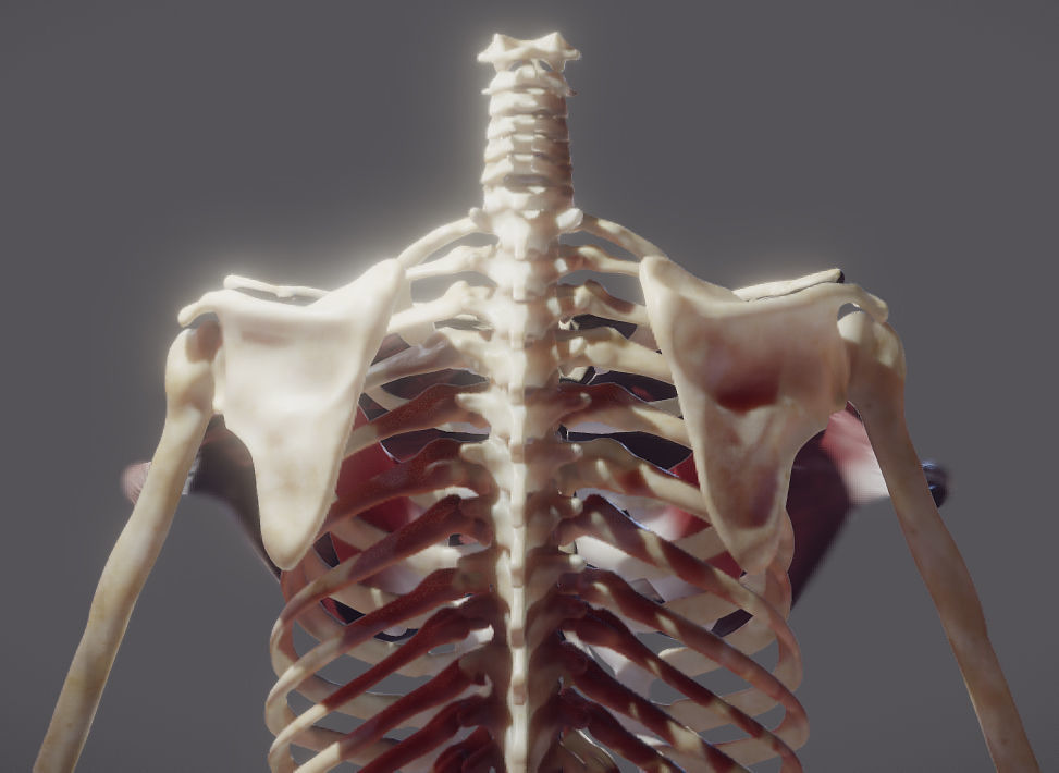 Pectoralis Major And Minor Low-poly 3D model_8
