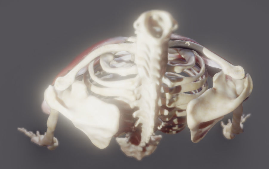 Pectoralis Major And Minor Low-poly 3D model_18