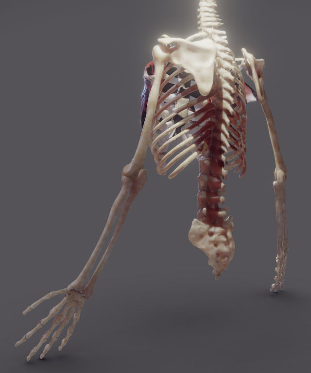 Pectoralis Major And Minor Low-poly 3D model_11