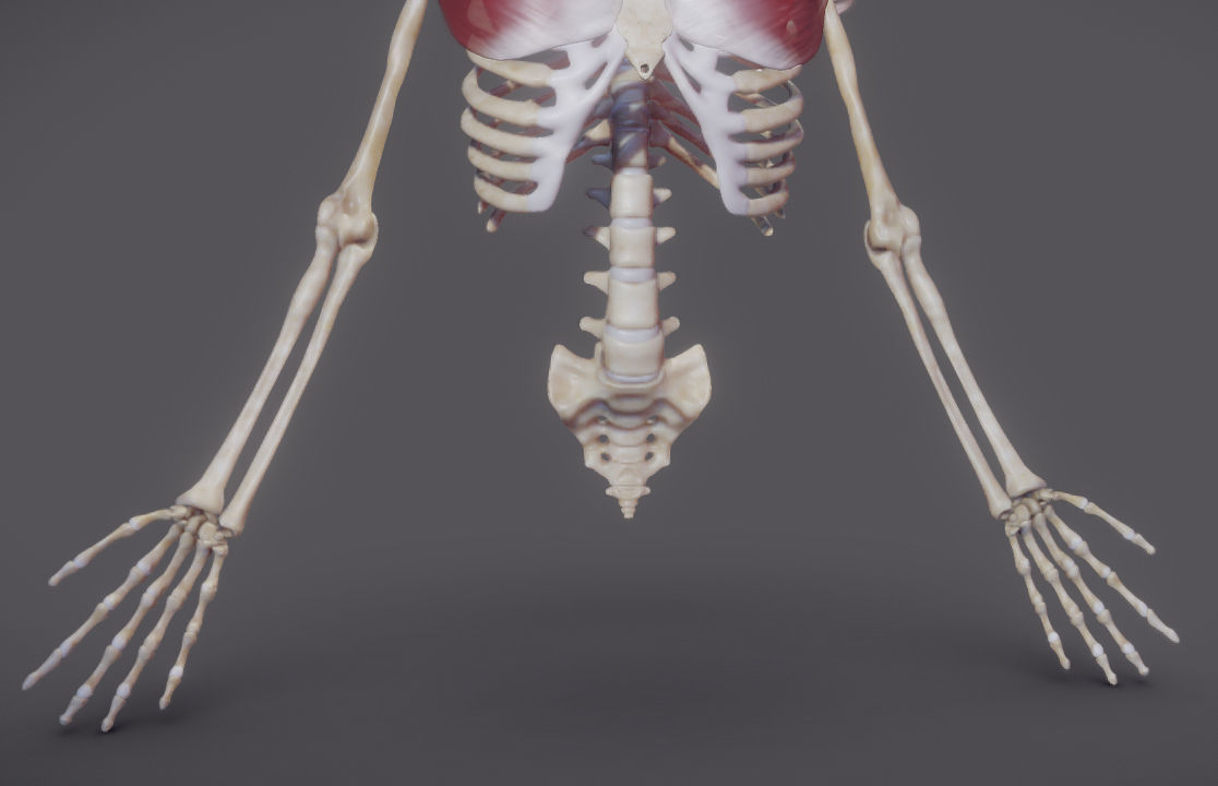 Pectoralis Major And Minor Low-poly 3D model_9