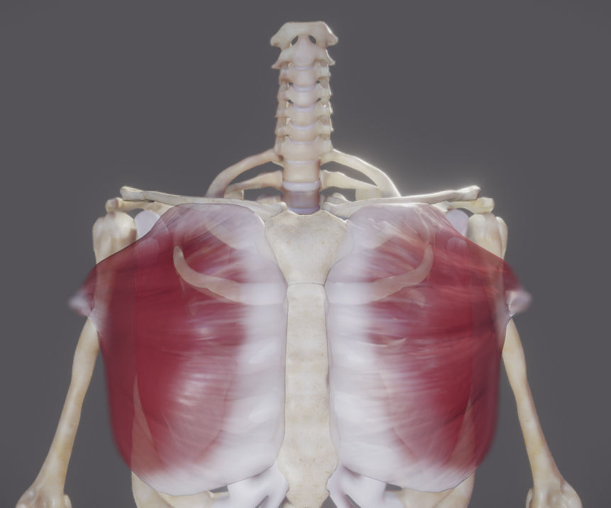 Pectoralis Major And Minor Low-poly 3D model_6