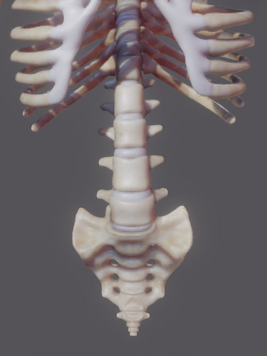Pectoralis Major And Minor Low-poly 3D model_14