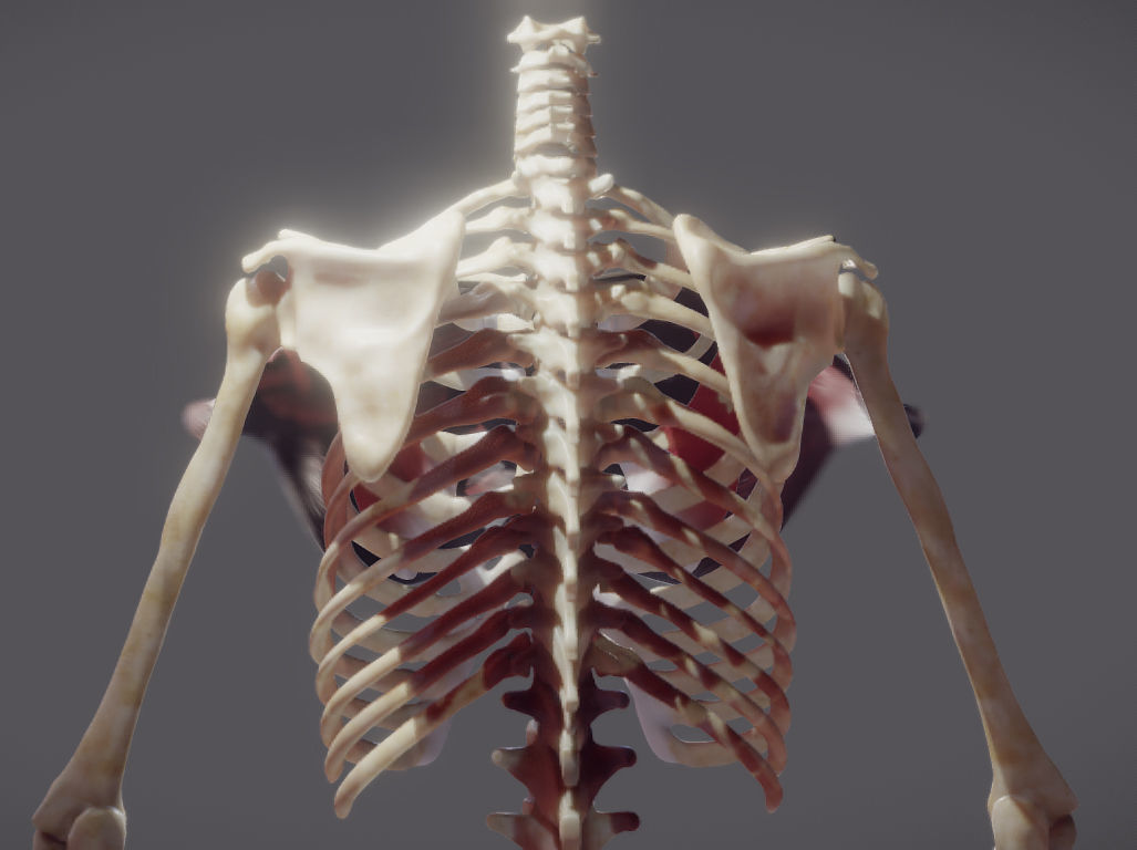 Pectoralis Major And Minor Low-poly 3D model_2