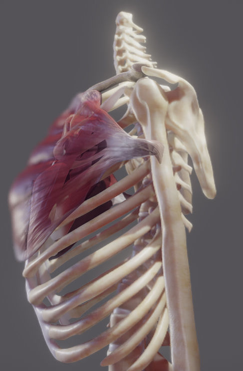 Pectoralis Major And Minor Low-poly 3D model_1