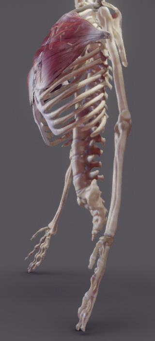 Pectoralis Major And Minor Low-poly 3D model_10