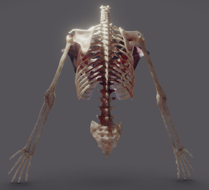 Pectoralis Major And Minor Low-poly 3D model_12