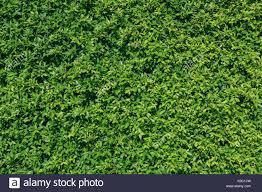 real tree Free low-poly 3D model_1