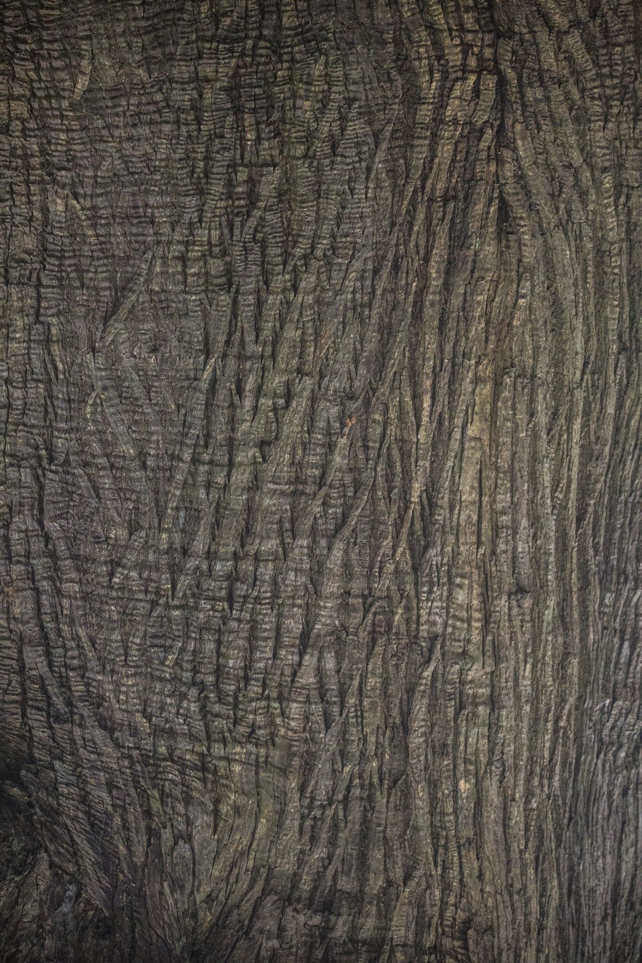 real tree Free low-poly 3D model_2