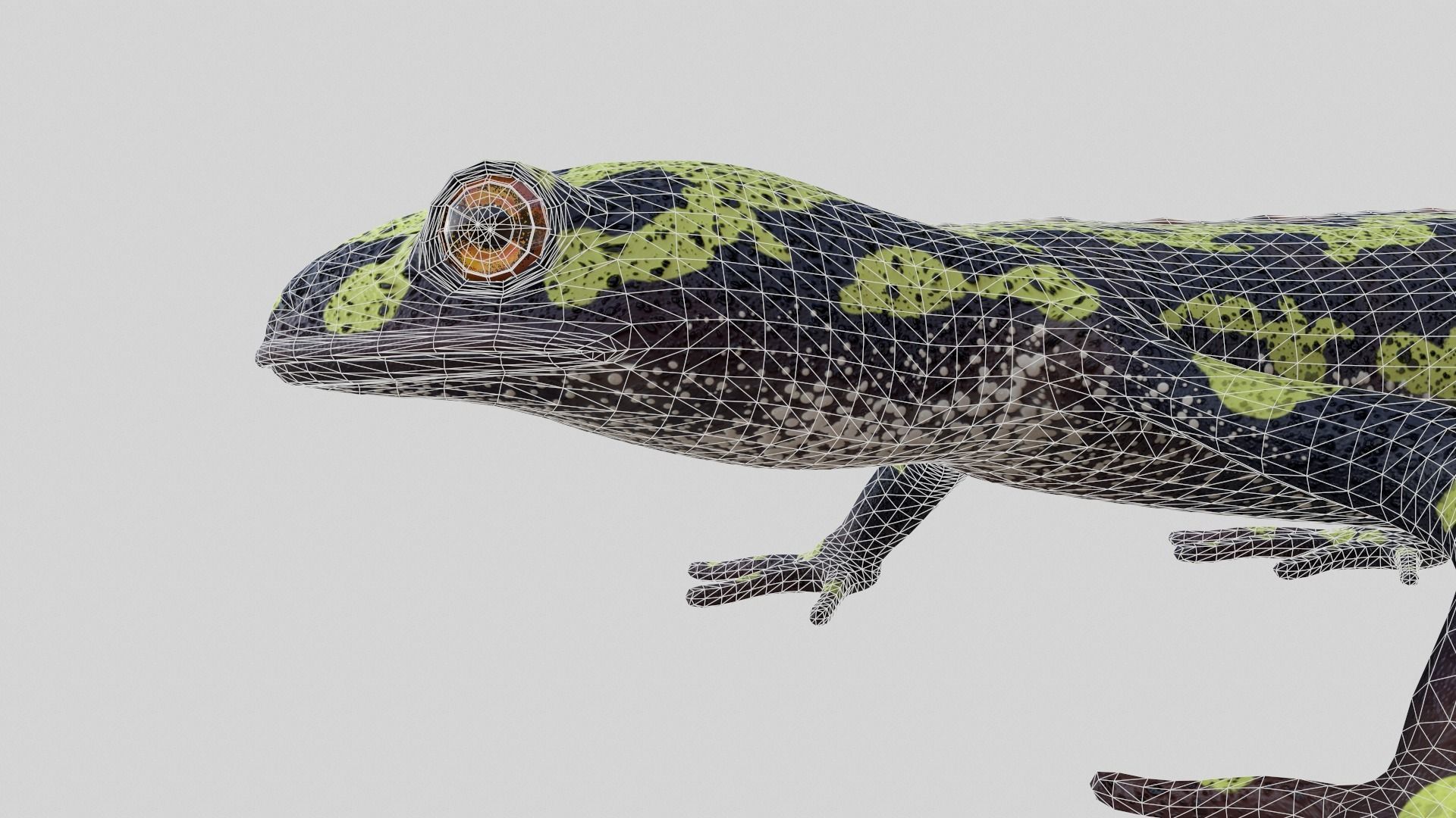 Marblet Newt 3D model_8