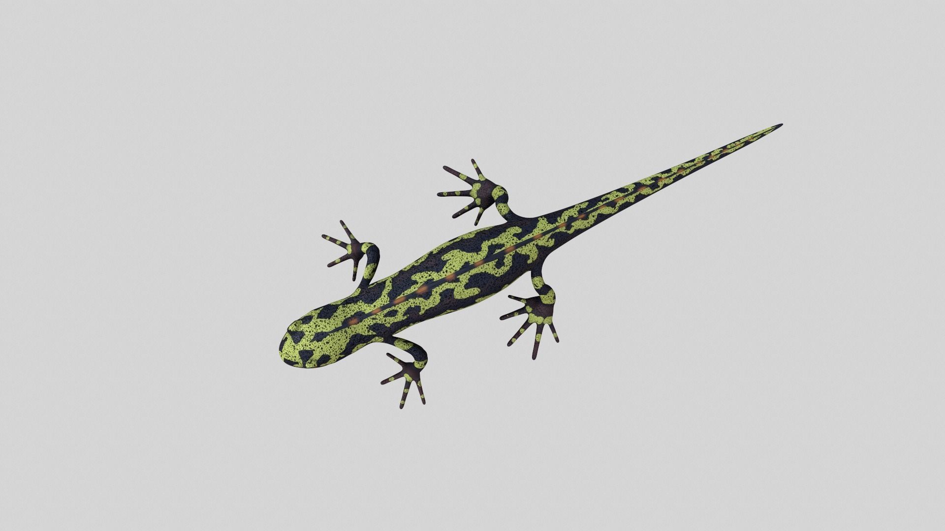Marblet Newt 3D model_5