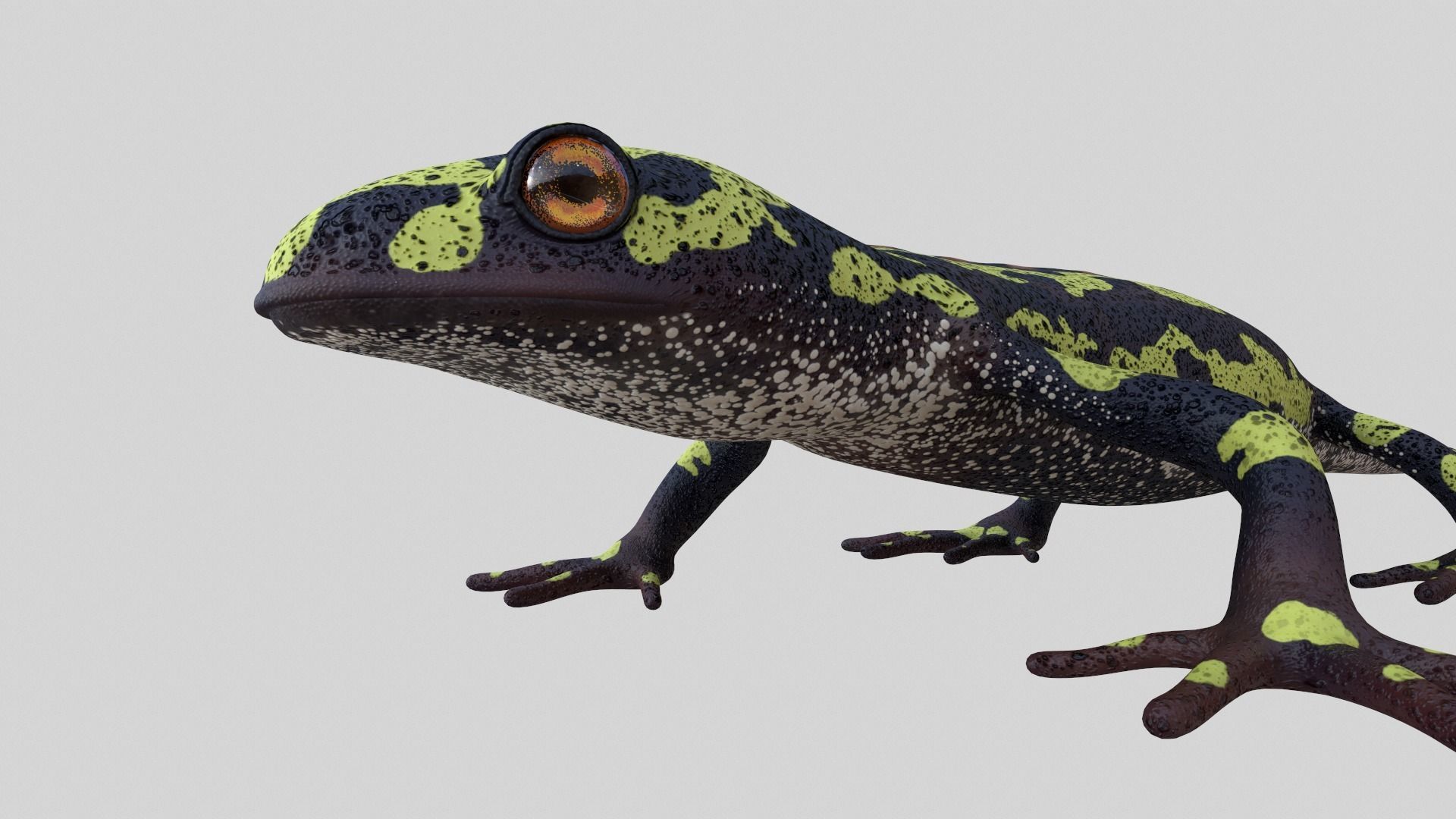 Marblet Newt 3D model_6