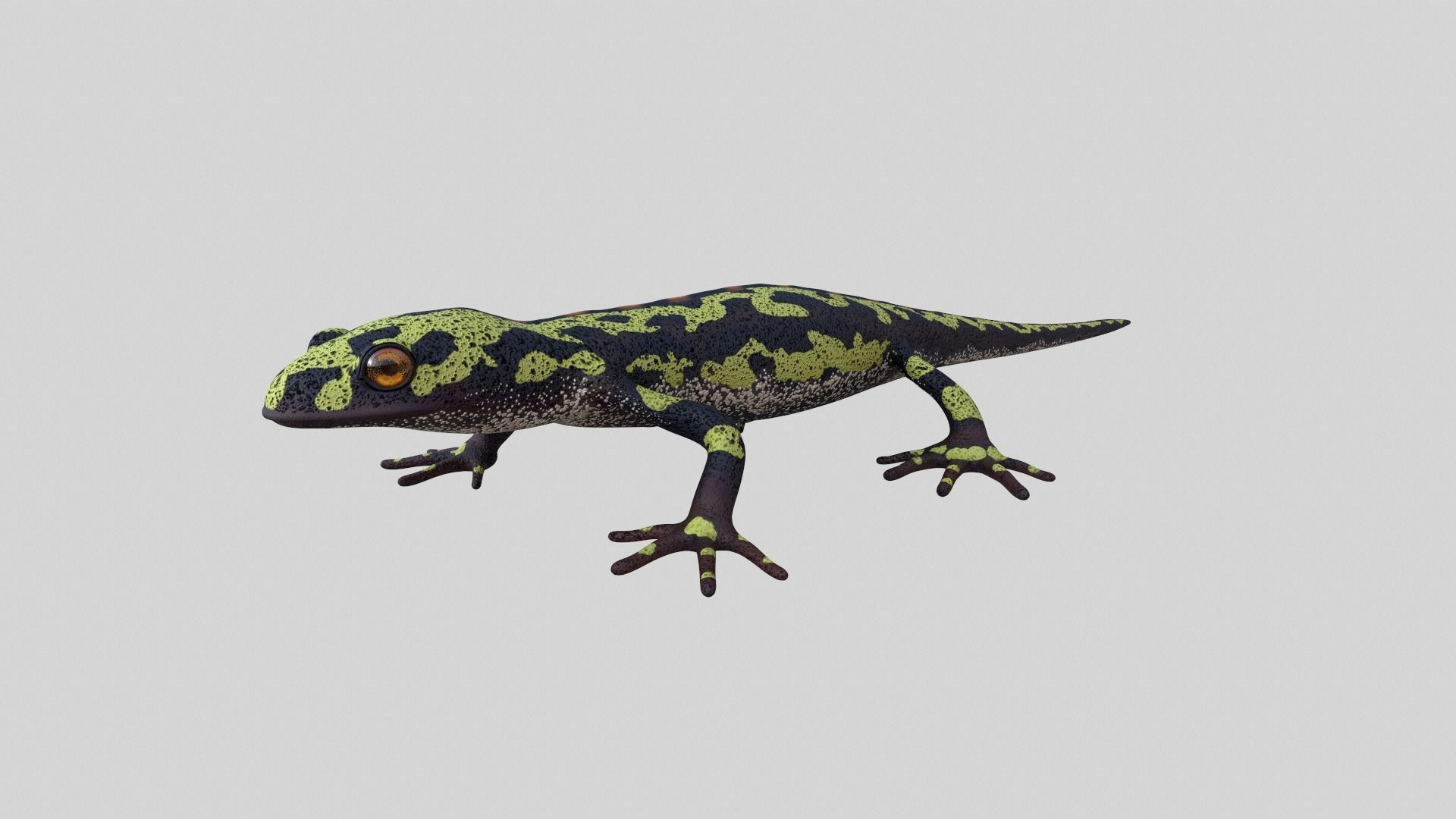 Marblet Newt 3D model_3