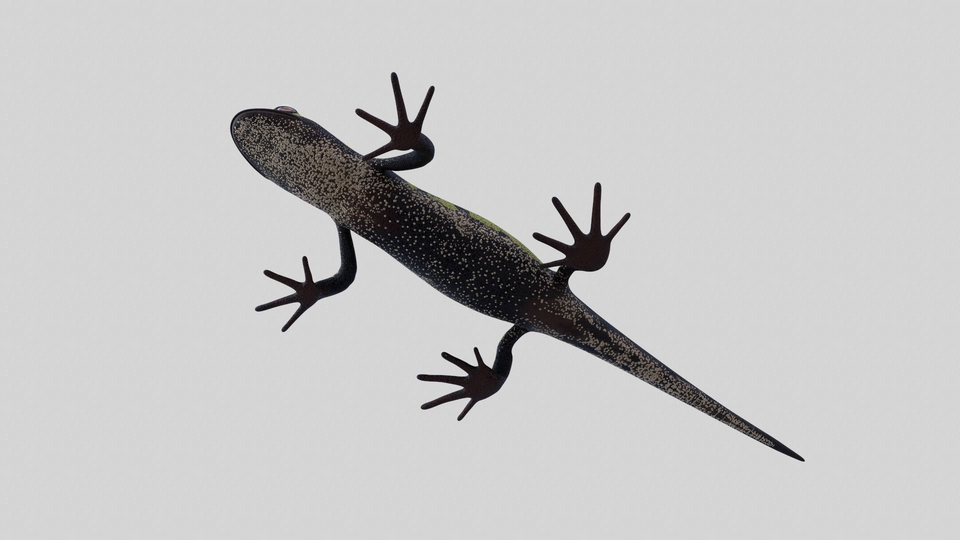 Marblet Newt 3D model_4