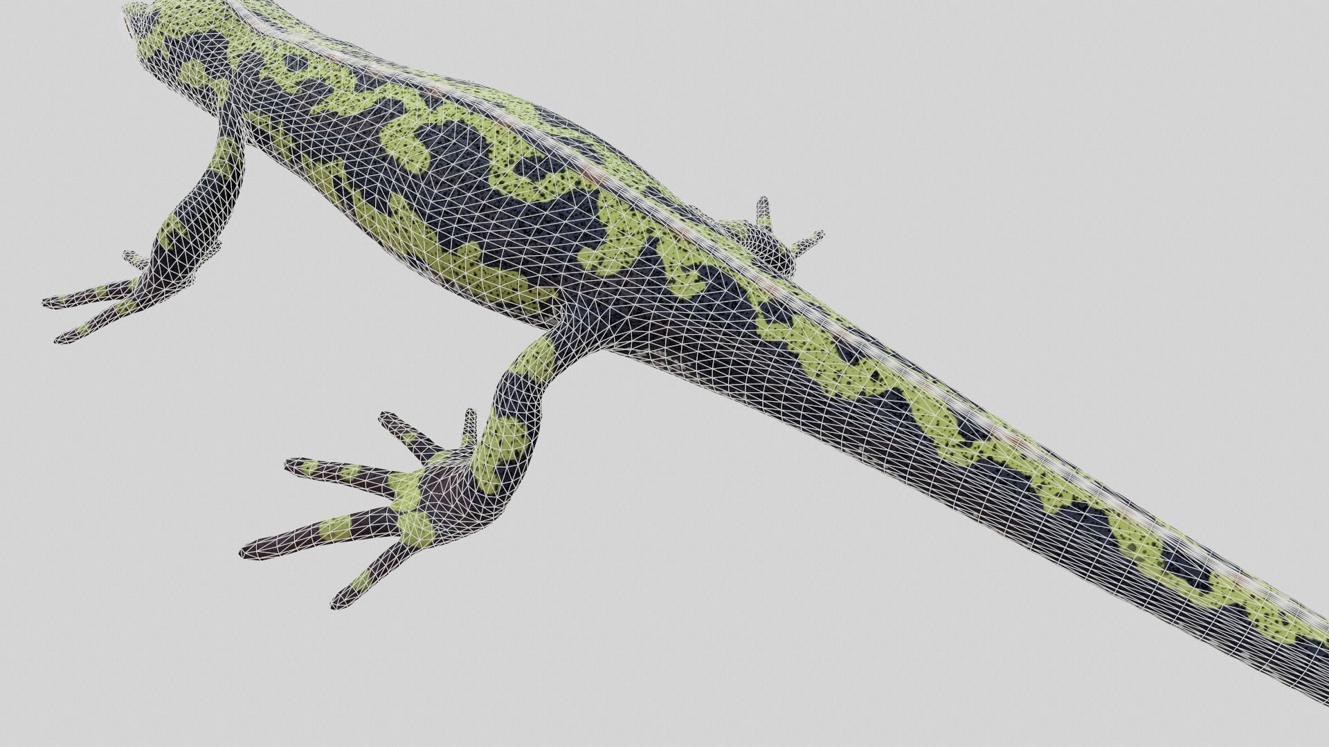 Marblet Newt 3D model_9