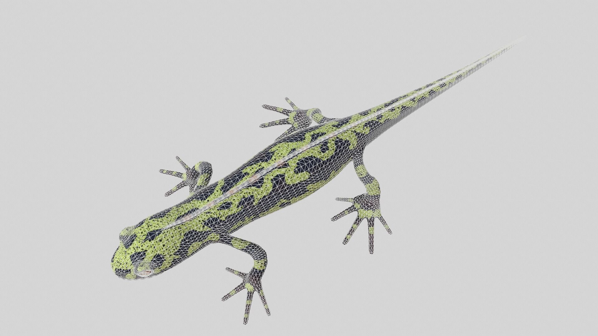 Marblet Newt 3D model_7