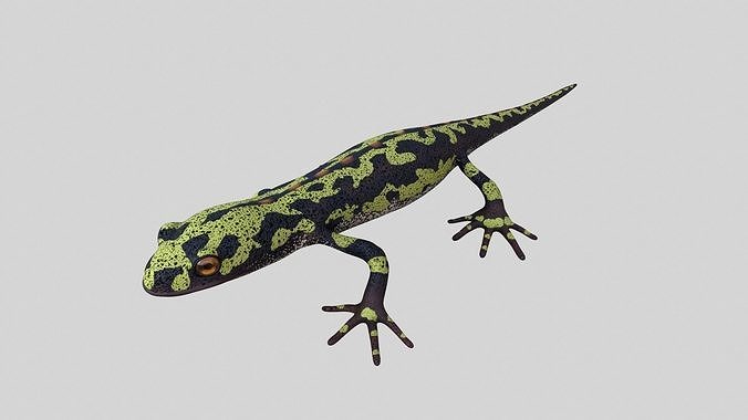 Marblet Newt 3D model