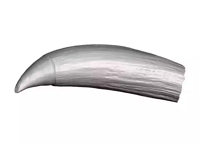 Natural Whale tooth 3D print model