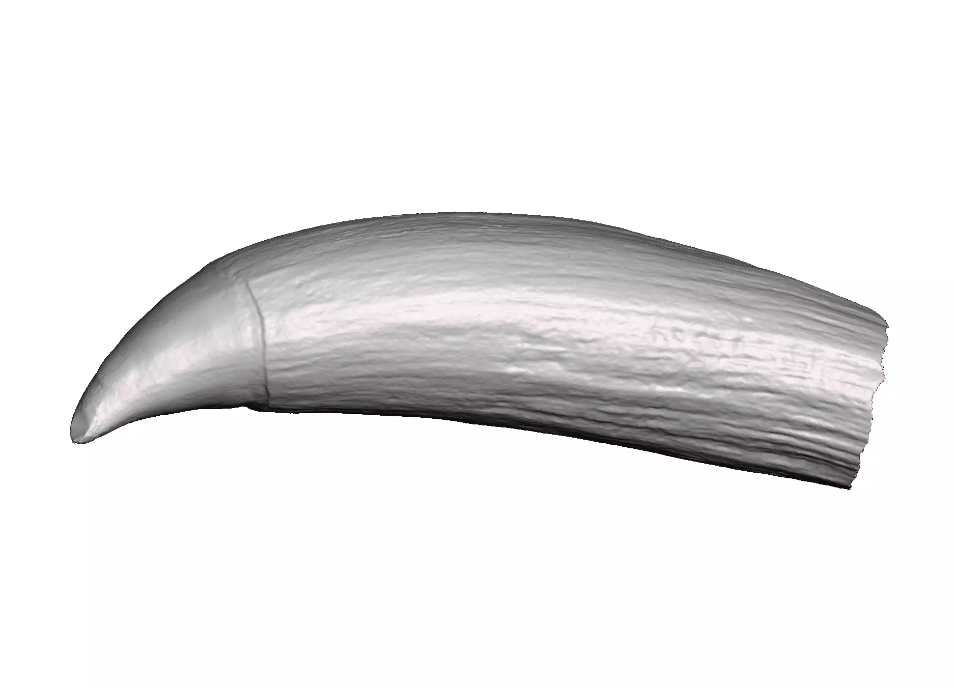 Natural Whale tooth 3D print model