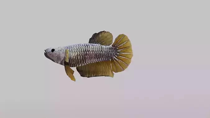 Betta Fish 3D model