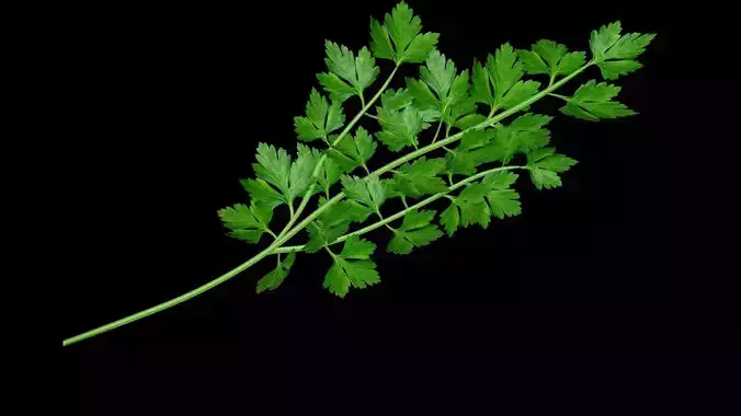 Parsley plant