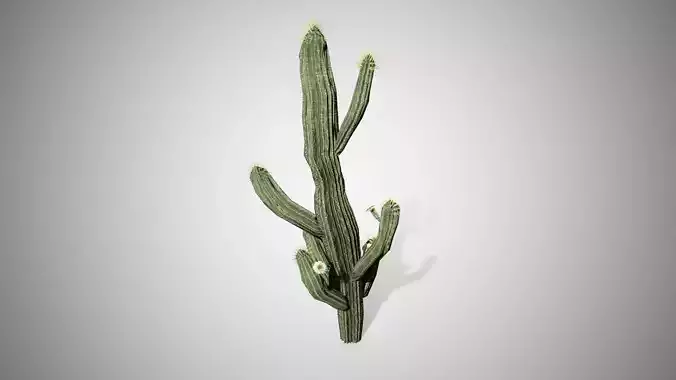 Saguaro Cactus Tree Low-poly 3D model