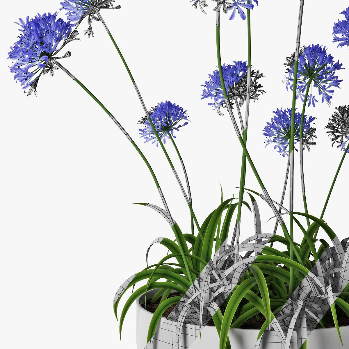 Agapanthus 3D model_14